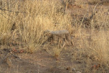 Afrika 'nın bozkırındaki aslan