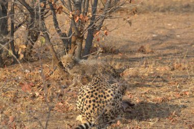 Kruger parkındaki çita, Güney Afrika