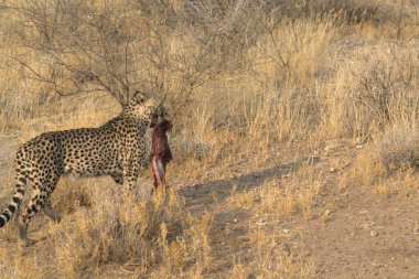 Afrika 'nın vahşi çitası. Işığın doğusunda.