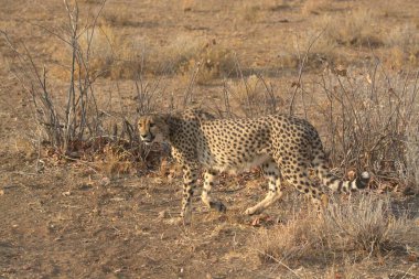 Cheetah Kruger National park, Güney Afrika