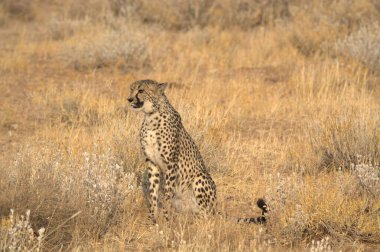 Kalahari çölünde çita çimenlerde yürüyor.