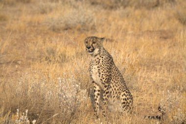 Çita kuru çimenlerde yürüyor.