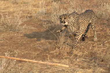 Vahşi doğadaki çita