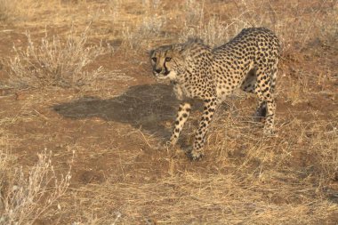 Namibya bozkırında vahşi bir çita