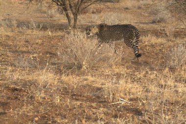Vahşi leopar bozkırda