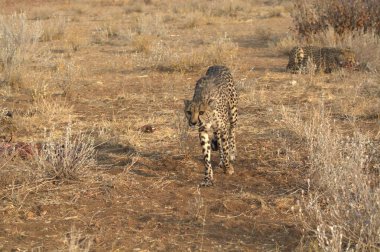 Vahşi doğada leopar, Afrika, vahşi yaşam