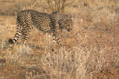 Namibya Savanasında leopar, Afrika