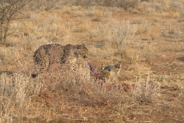 Doğadaki vahşi çita, savannah.