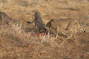 Kenya savanındaki leopar ve vahşi hayvanlar