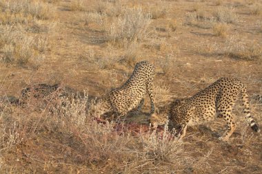 Vahşi çita, Afrika, Kenya