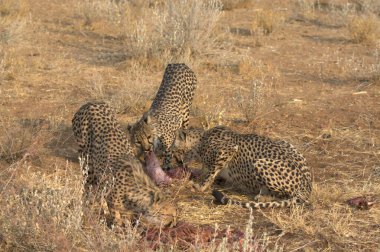Afrika bozkırındaki çita.