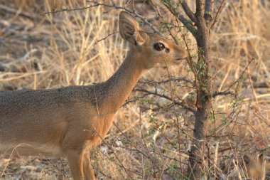 Vahşi doğadaki genç geyik