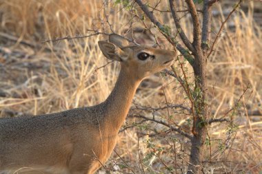 Ormanda genç bir kızıl geyik