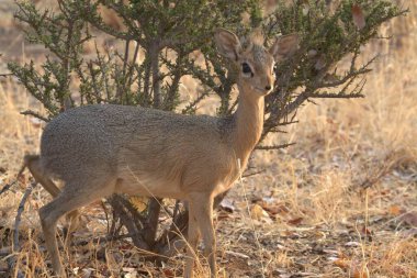 Çölde güzel bir geyiğin yakın çekimi.