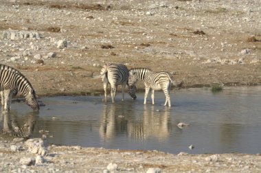 the zebras in the etosha national park, namibia.