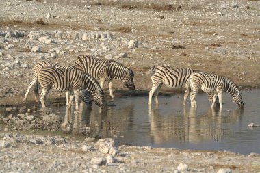 Bir grup zebra bozkırda