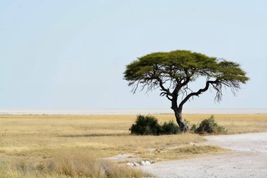 Çöldeki yalnız ağaç.