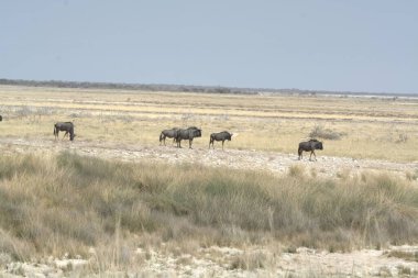 Etoşa 'daki vahşi hayvanlar