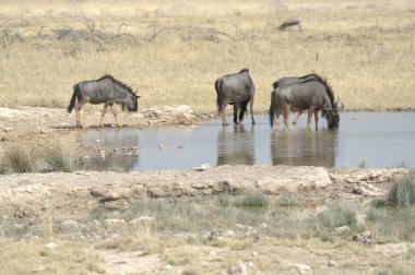 Etoşa 'daki su atları.