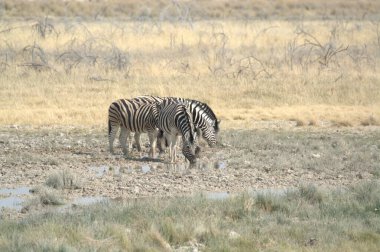 Zebralar etkin ulusal park, Namibya