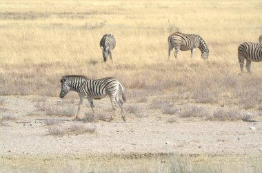 Zebra vahşi doğada