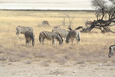 Afrika bozkırındaki zebra