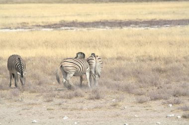 Etoşa namibya 'da zebra
