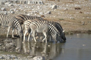 a closeup of a group of zebras in the water