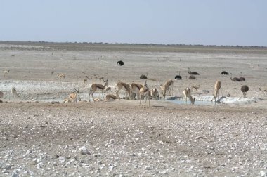 the african elephant or elephant or african - etosha national reserve