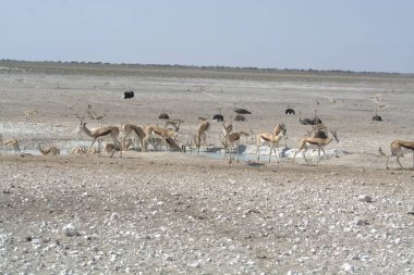Çölde bir kuş sürüsü