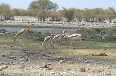 Yerde bir keçi sürüsü.