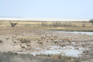 herd of zebras on the waterway