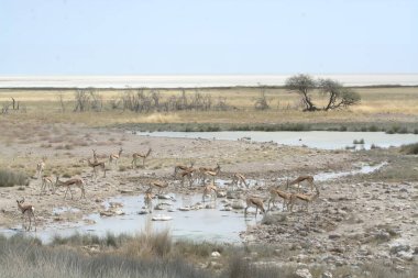herd of giragos walking on dry grass in the etosha national park, namibia