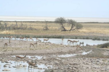 wild waterons of african antelope in the etosha national park in namibia