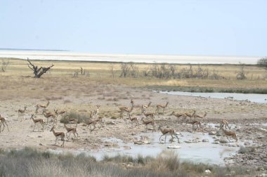 Doğanın güzel manzarası
