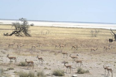 the white - etosha in namibia