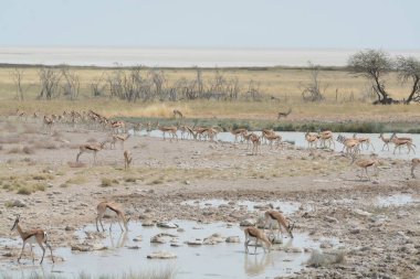 wild degos in the etosha national park in namibia
