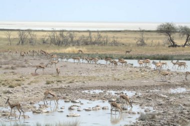 Suda bir zebra sürüsü