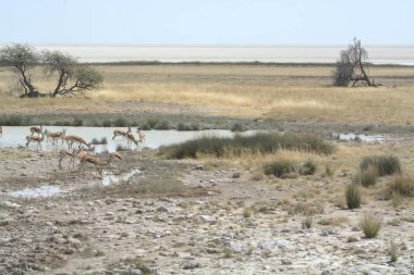 the herd of sheep in the etosha national park namibia