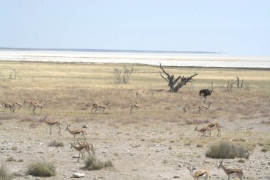 wild watergos in the african savannah