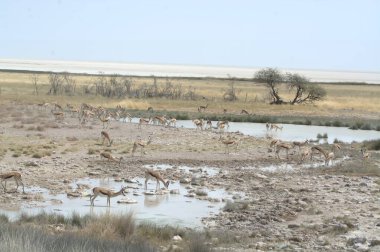 the herd of sheep in the savannah in kenya