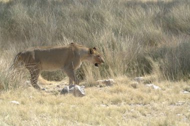 Çölde dişi aslan.