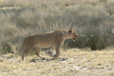 lioness walking on dry grass in the savannah