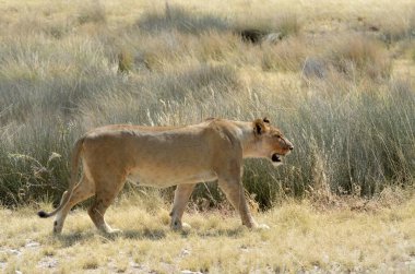 lion ( panthera leo ) in kalahari desert ( kalahari desert ), south africa