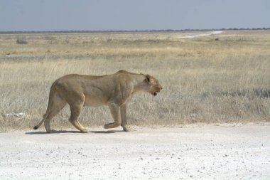 a beautiful shot of a young lion on the road
