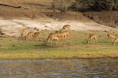 wild deer family in the water