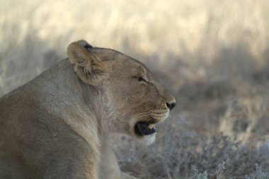 Güzel Afrika aslanı bozkırda