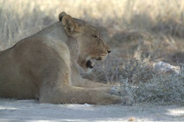 lioness lying on the ground. wildlife animal