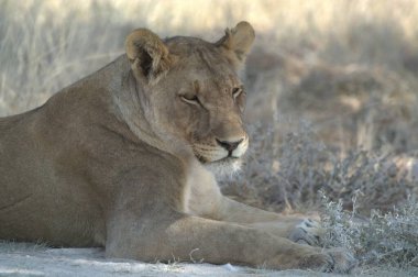 female lioness lying in the grass