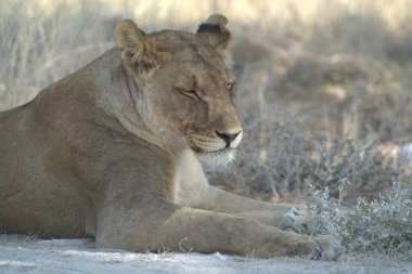 Etkin Milli Parkı, Namibya, Afrika'da aslan